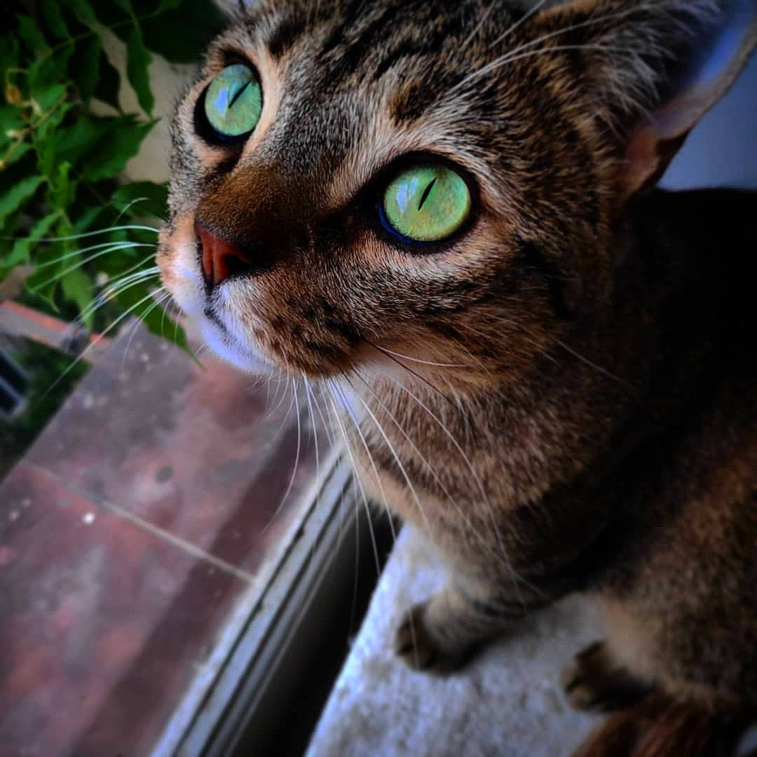 Picasso participe au concours pour gagner de l'argent avec cette photo : carnivore, cat, close_up, domestic_short_haired_cat, eye, felidae, flowerpot, fur, grass, head, houseplant, plant, small_to_medium_sized_cats, snout, terrestrial_animal, tree, whiskers, wildlife, window