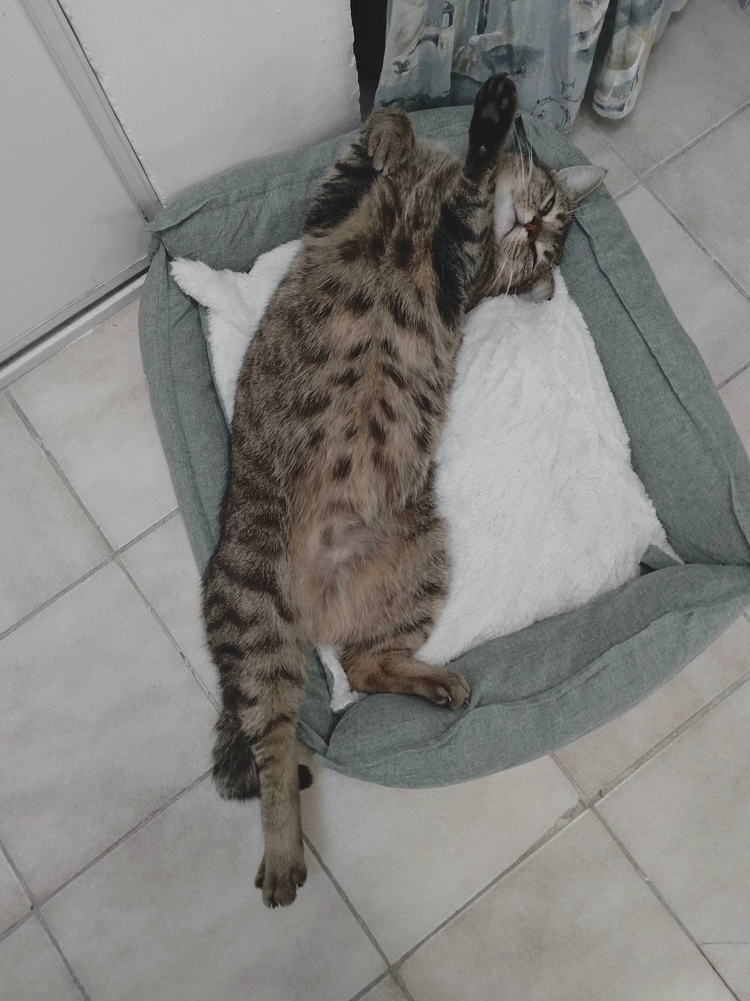 Picasso a rejoint le concours — aidez-le/la à gagner de superbes lots ! carnivore, cat, claw, comfort, domestic_short_haired_cat, felidae, flagstone, flooring, fur, grey, mammal, nap, paw, road_surface, sitting, small_to_medium_sized_cats, snout, tail, terrestrial_animal, whiskers