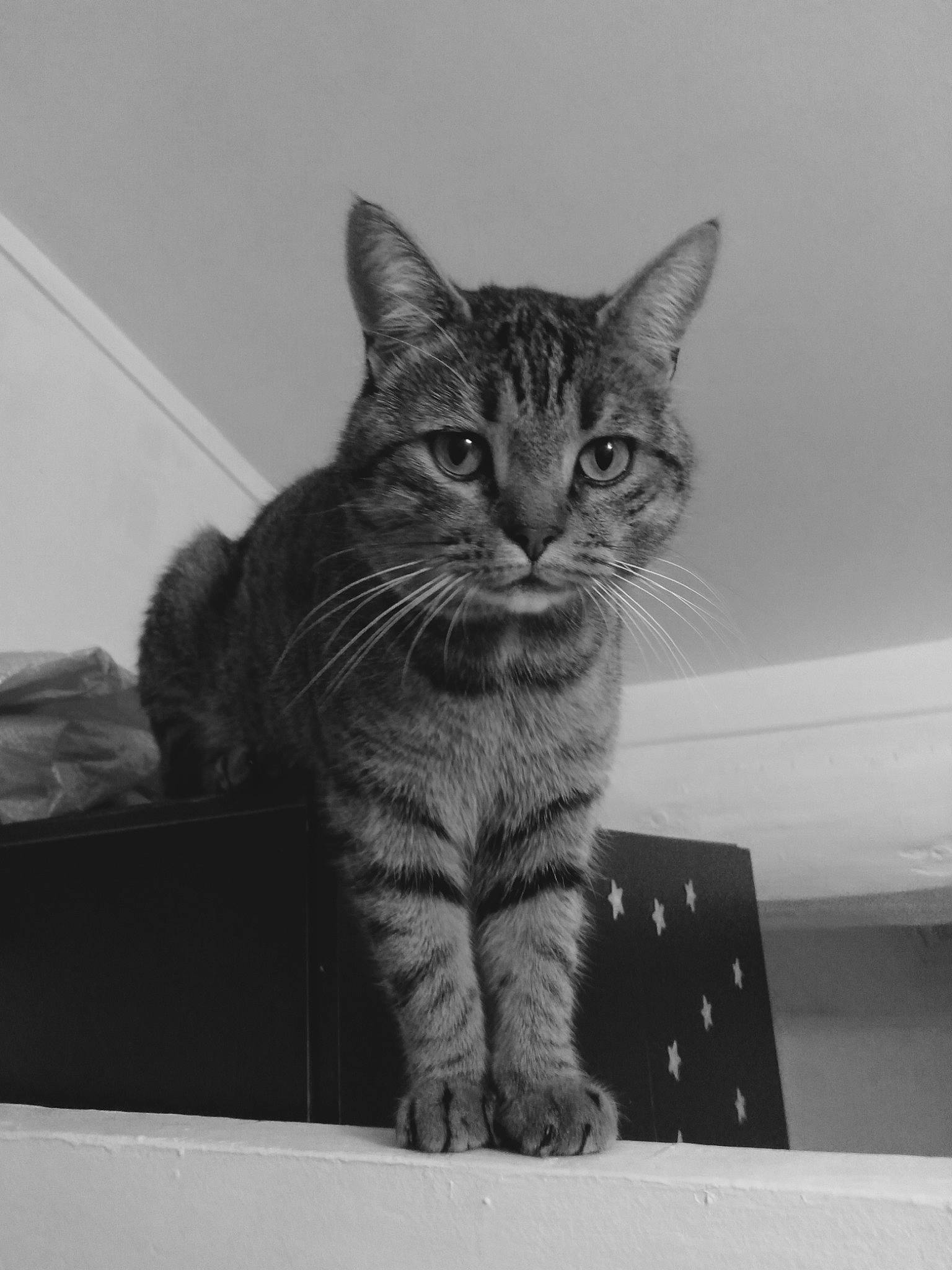 Picasso participe au concours pour gagner de l'argent avec cette photo : carnivore, cat, claw, comfort, domestic_short_haired_cat, eye, felidae, fur, grey, head, iris, monochrome, monochrome_photography, paw, sitting, small_to_medium_sized_cats, snout, tail, whiskers, wildlife