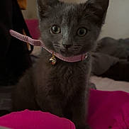 Minnie is registered to the contest to win money with this photo: kitten, gray_cat, collar, bell, bed, blanket, clothing, indoor, pet, animal, cute, feline, curious, young, soft_light, wall_art, fabric, cozy, domestic, sitting