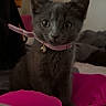 kitten, gray_cat, collar, bell, bed, blanket, clothing, indoor, pet, animal, cute, feline, curious, young, soft_light, wall_art, fabric, cozy, domestic, sitting