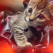 Jinx joined the competition — help win amazing prizes! kitten, cat, leather_bag, close_up, curious, pet, feline, whiskers, indoor, cute, small, fur, animal, domestic_animal, young, eyes, portrait, soft_light, texture, pouch