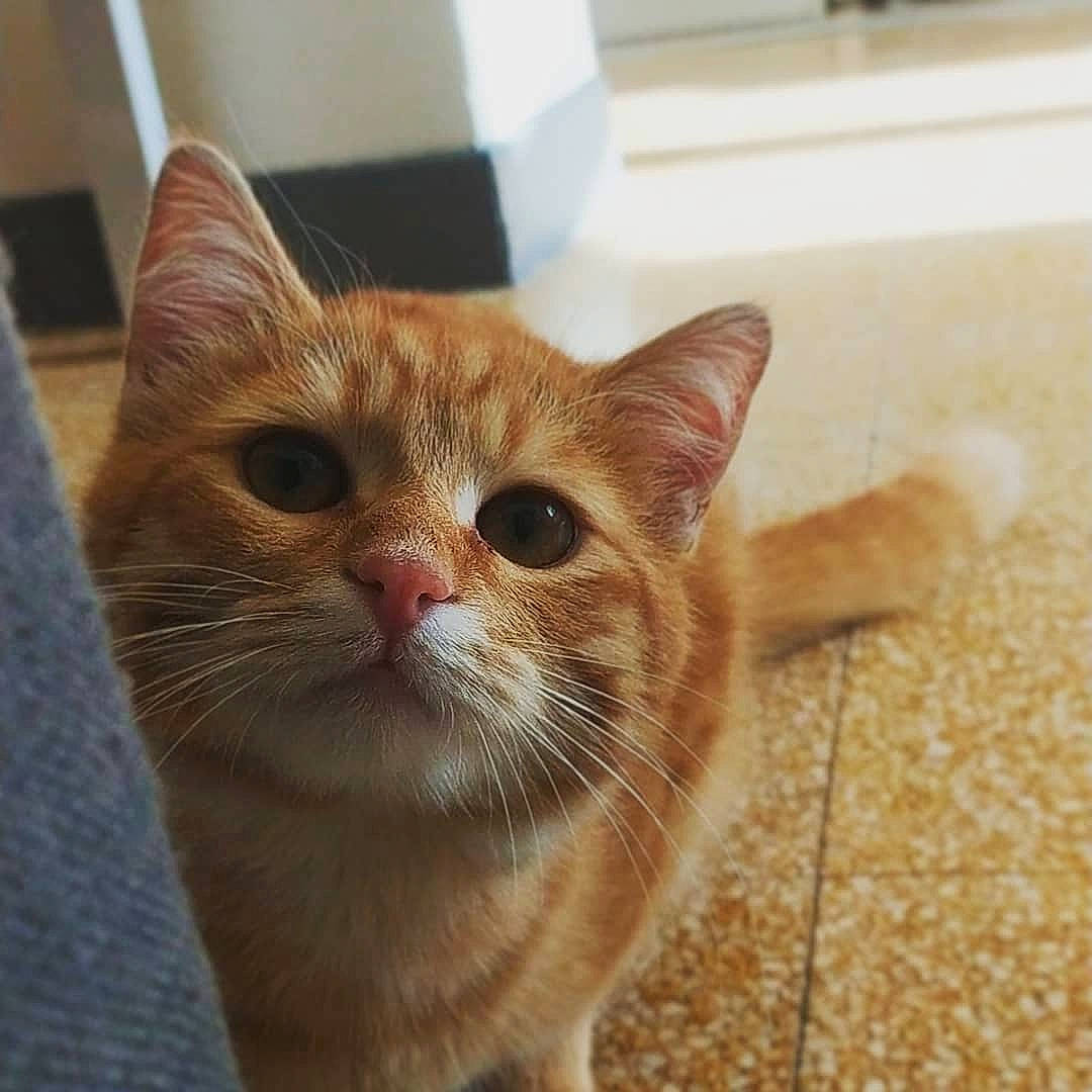 Aka a rejoint le concours — aidez-le/la à gagner de superbes lots ! carnivore, cat, domestic_short_haired_cat, eye, fawn, felidae, flooring, fur, head, paw, small_to_medium_sized_cats, snout, terrestrial_animal, whiskers, window, wood