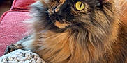 Dahlia is registered to the contest to win money with this photo: cat, tortoiseshell, fluffy, pet, indoor, couch, red_couch, blanket, knitted_blanket, cozy, yellow_eyes, feline, fur, domestic_cat, relaxed, curious, home, living_room, closeup, resting