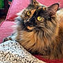 cat, tortoiseshell, fluffy, pet, indoor, couch, red_couch, blanket, knitted_blanket, cozy, yellow_eyes, feline, fur, domestic_cat, relaxed, curious, home, living_room, closeup, resting