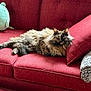 Dahlia is registered to the contest to win money with this photo: cat, fluffy, couch, red_couch, pillow, plush_toy, stuffed_animal, blanket, indoor, pet, relaxing, feline, long_hair, resting, home, cozy, comfort, animal, cute, domestic