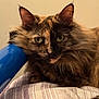 Dahlia is registered to the contest to win money with this photo: cat, tortoiseshell_cat, fluffy, pet, indoor, bed, blanket, striped, blue, fur, animal, face, ears, whiskers, resting, looking, closeup, domestic_cat, cute, feline
