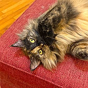 Dahlia is registered to the contest to win money with this photo: cat, tortoiseshell, fluffy, paw, eye, ottoman, red, textured, wooden_floor, indoor, pet, playful, curious, feline, relaxed, fur, closeup, animal, cute, cozy