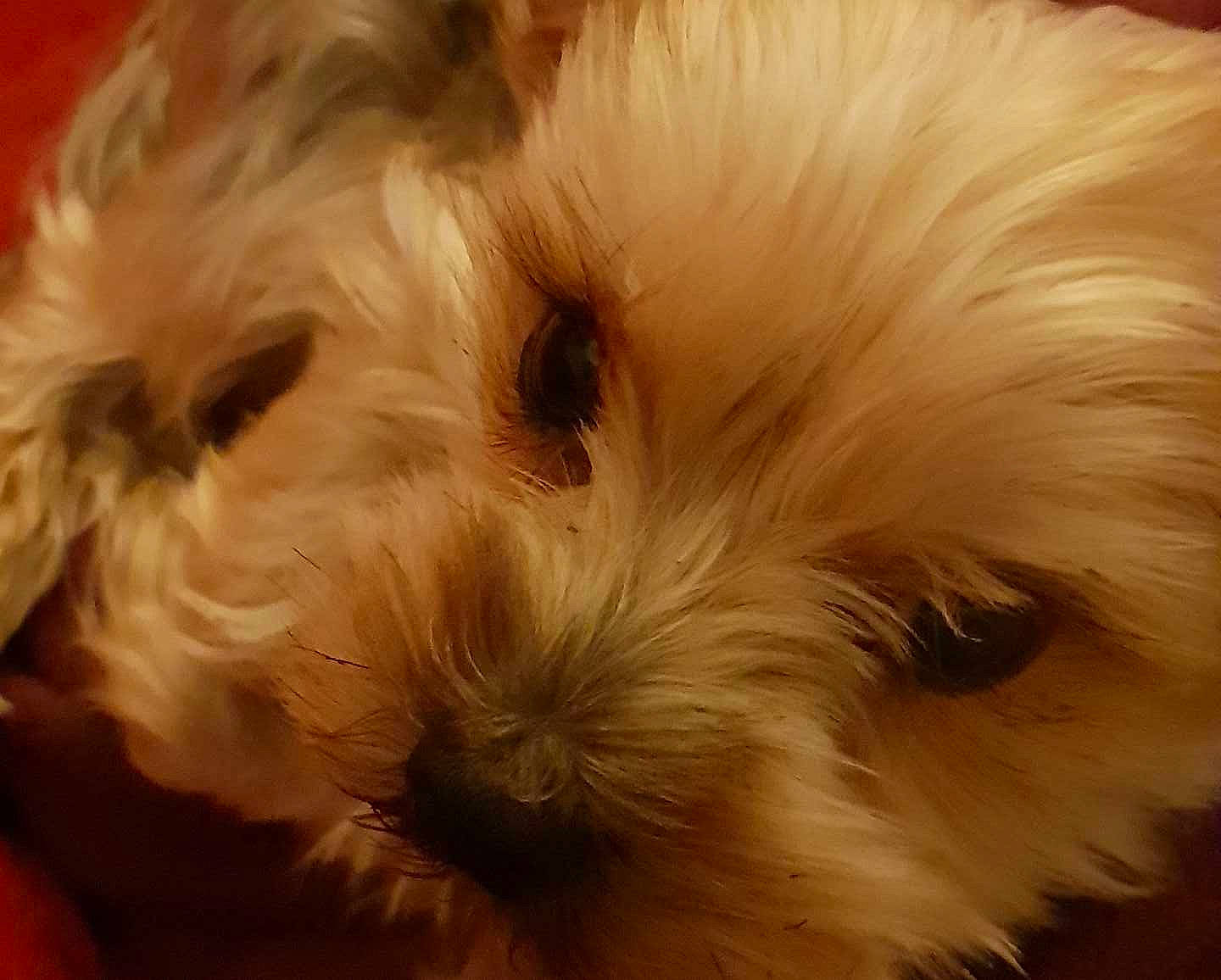 Ippy participe au concours pour gagner de l'argent avec cette photo : biewer_terrier, canidae, carnivore, close_up, companion_dog, dog, dog_breed, fawn, mal_shi, maltepoo, non_sporting_group, puppy, shih_poo, small_terrier, snout, terrier, toy_dog, vertebrate, working_animal, yorkipoo