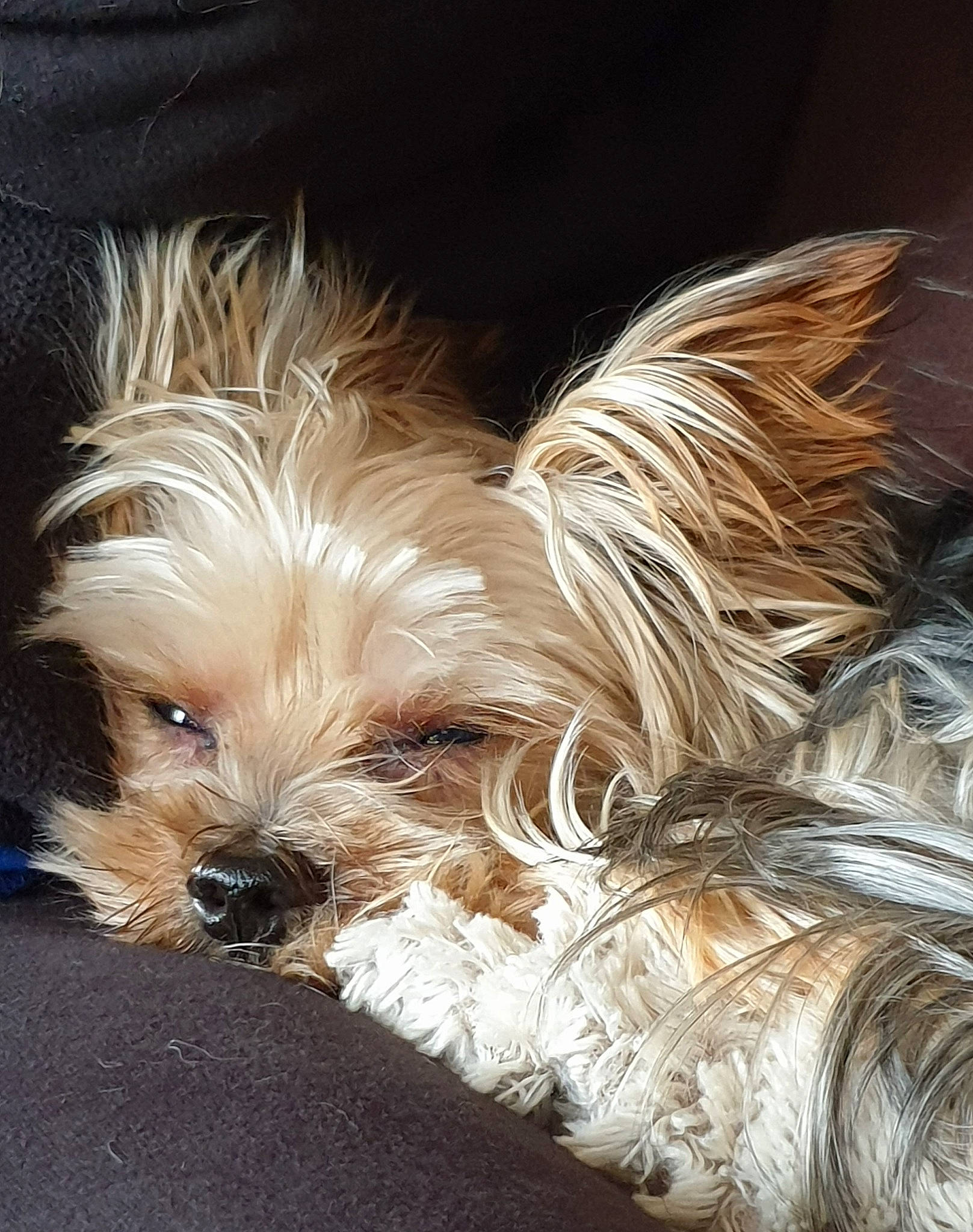 Ippy participe au concours pour gagner de l'argent avec cette photo : australian_terrier, blond, canidae, carnivore, companion_dog, dog, dog_breed, dog_supply, fawn, liver, mammal, non_sporting_group, puppy, small_terrier, snout, terrier, toy_dog, working_animal, yorkipoo, yorkshire_terrier