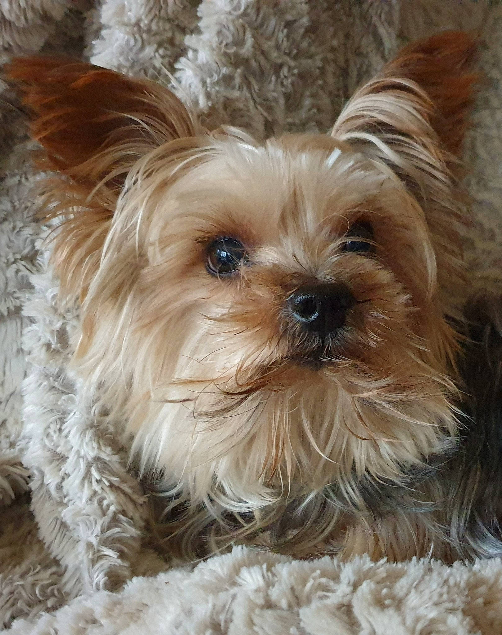 Ippy participe au concours pour gagner de l'argent avec cette photo : beige, blond, brown, canidae, carnivore, companion_dog, dog, dog_breed, dog_supply, fawn, liver, mammal, pet_supply, puppy, small_terrier, snout, terrier, toy_dog, vertebrate, working_animal