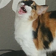 Kitler joined the competition — help win amazing prizes! cat, calico, animal, pet, indoor, fur, whiskers, mouth_open, teeth, expression, shadow, wall, calm, feline, ears, closeup, portrait, cute, domestic, mammal