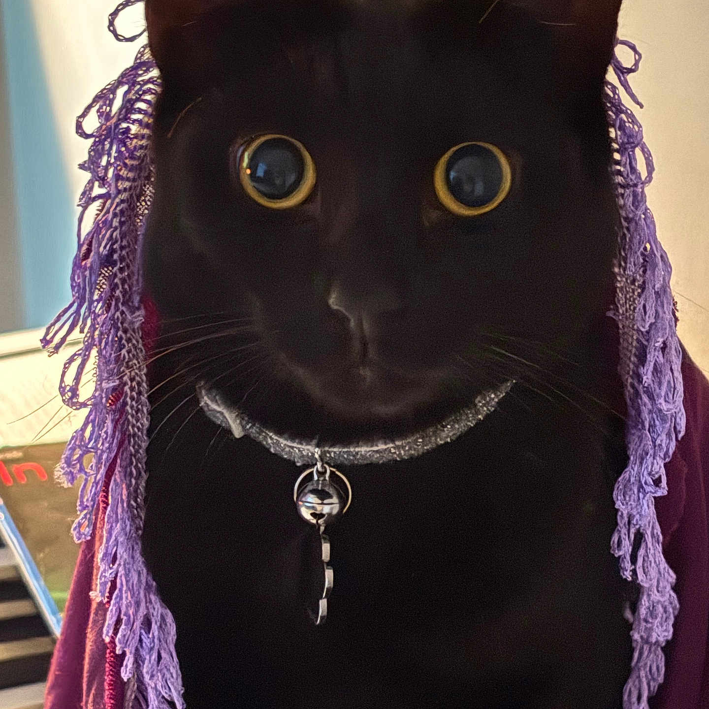 Cooper is registered to the contest to win money with this photo: animal, attention, black_cat, cat, closeup, collar, curious, cute, domestic_cat, feline, indoor, knitwear, pet, portrait, purple_scarf, scarf, soft_light, texture, whiskers, wide_eyes