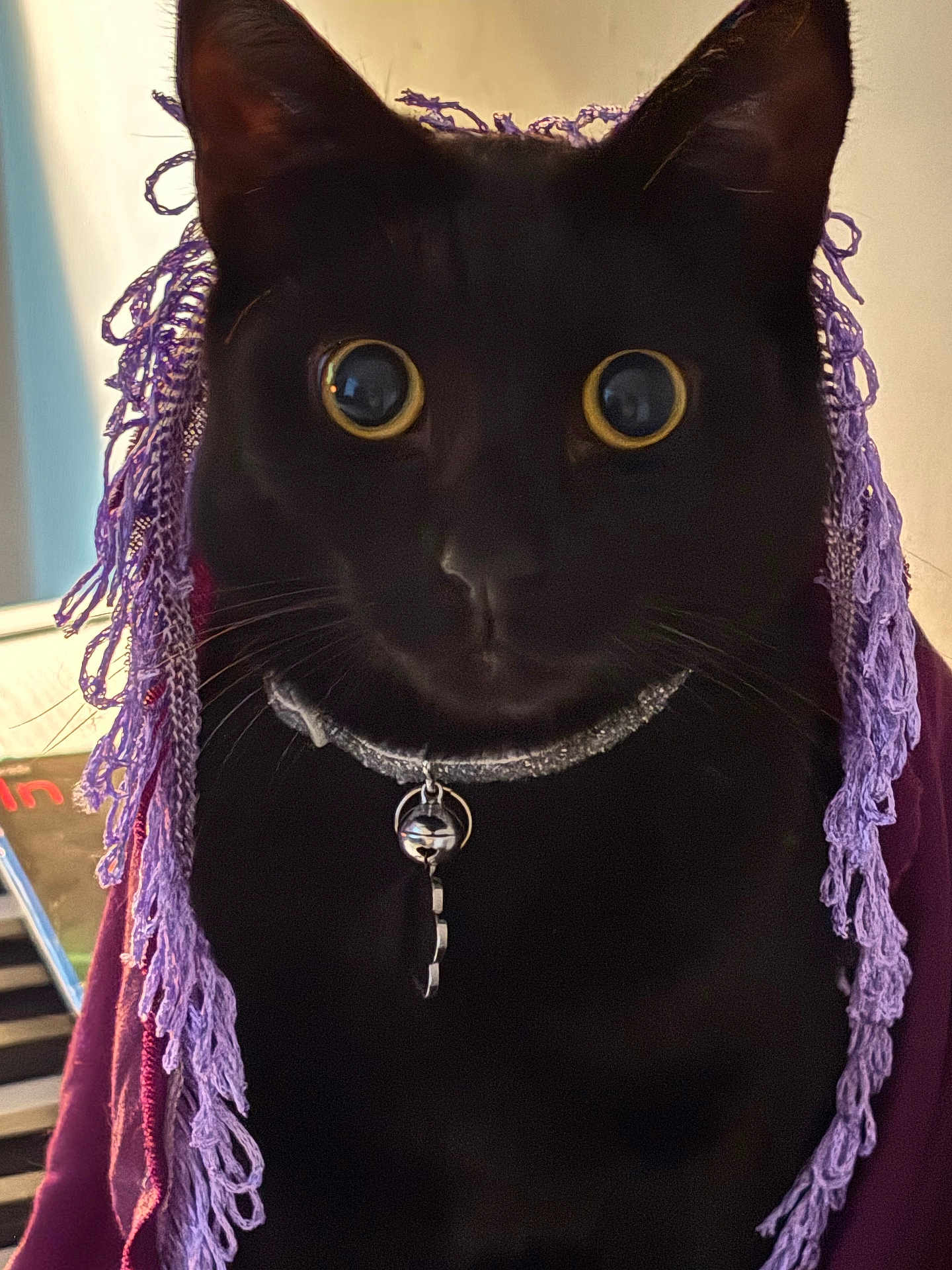 Cooper is registered to the contest to win money with this photo: cat, black_cat, wide_eyes, collar, scarf, purple_scarf, indoor, pet, animal, feline, closeup, curious, whiskers, portrait, domestic_cat, soft_light, texture, knitwear, cute, attention