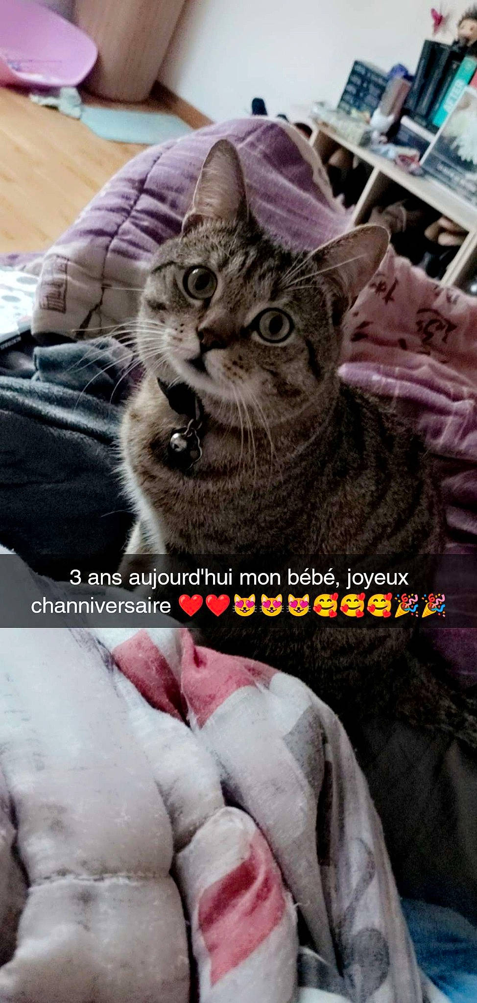 Hisoka a rejoint le concours — aidez-le/la à gagner de superbes lots ! carnivore, cat, comfort, domestic_short_haired_cat, felidae, font, fur, gesture, grey, happy, linens, paw, photo_caption, photography, plant, small_to_medium_sized_cats, snapshot, snout, textile, whiskers