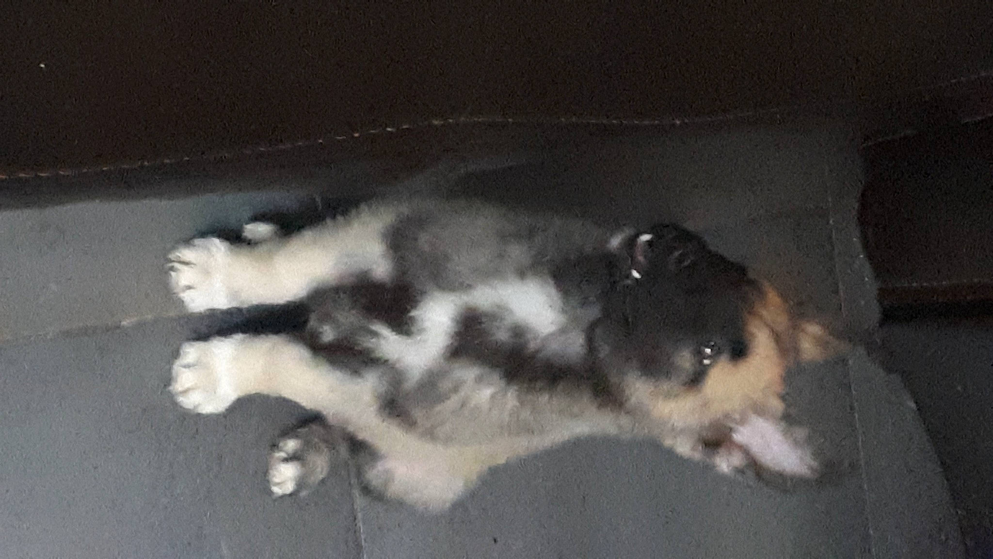 Zarko participe au concours pour gagner de l'argent avec cette photo : canidae, carnivore, companion_dog, dog, dog_breed, fur, herding_dog, sporting_group, tail, terrestrial_animal, working_dog