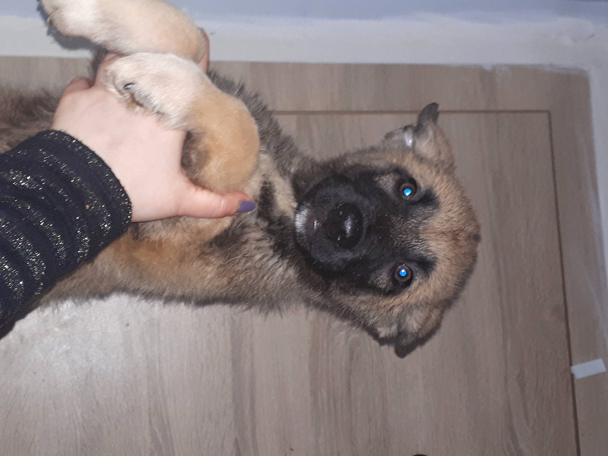 Zarko participe au concours pour gagner de l'argent avec cette photo : canidae, carnivore, claw, comfort, companion_dog, dog, dog_breed, ear, fawn, foot, fur, non_sporting_group, paw, snout, sporting_group, whiskers, working_animal