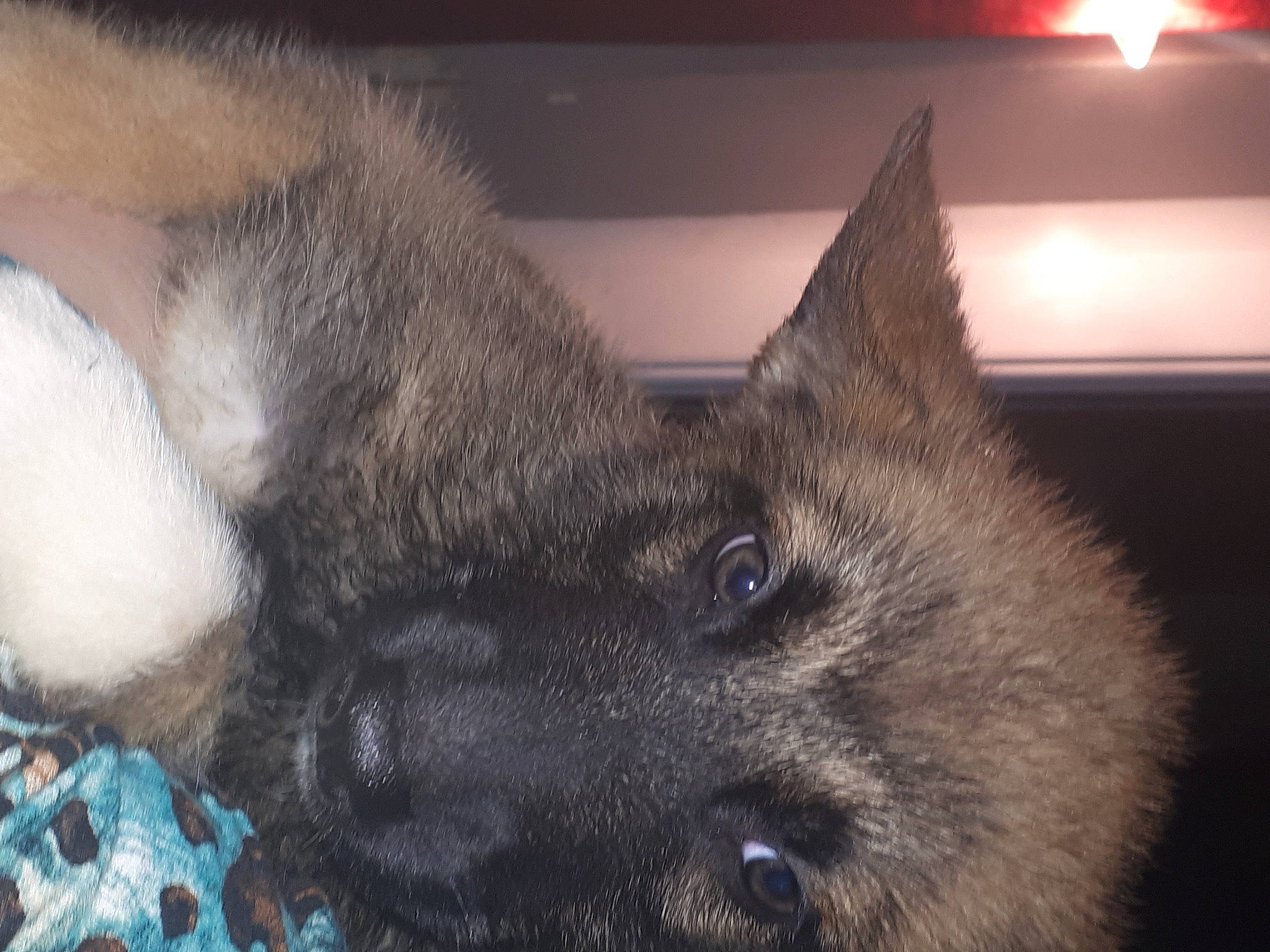 Zarko participe au concours pour gagner de l'argent avec cette photo : black_cat, carnivore, cat, claw, comfort, dog_breed, domestic_short_haired_cat, ear, fawn, felidae, fur, paw, small_to_medium_sized_cats, snout, terrestrial_animal, whiskers