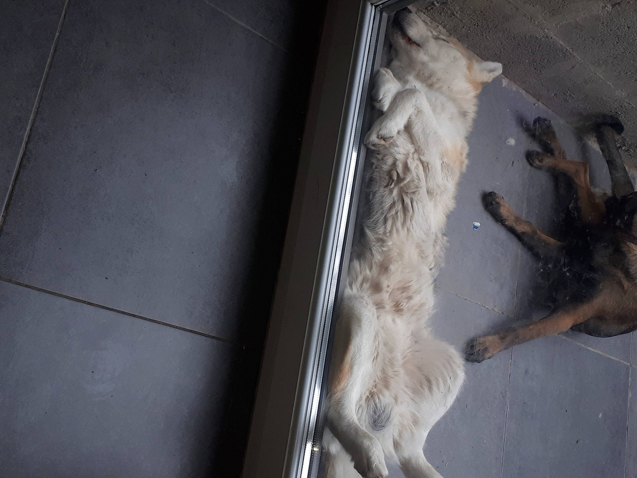 Shadow a rejoint le concours — aidez-le/la à gagner de superbes lots ! bathing, canidae, carnivore, concrete, dog, dog_breed, flooring, foot, fur, glass, human_leg, metal, plumbing, shadow, snout, sporting_group, tail, tints_and_shades, water, wood