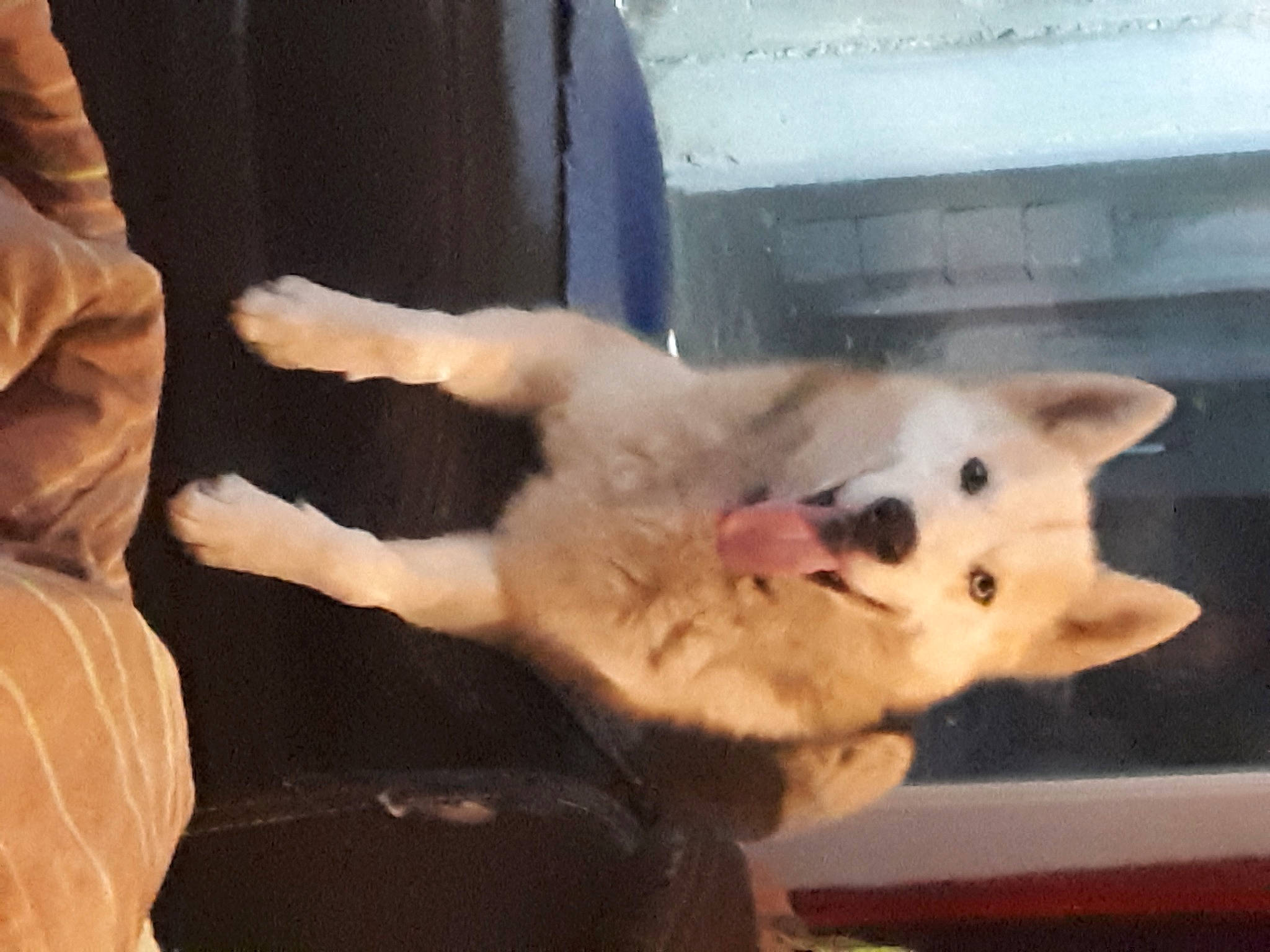 Shadow participe au concours pour gagner de l'argent avec cette photo : berger_blanc_suisse, canidae, carnivore, collar, companion_dog, dog, dog_breed, fang, fawn, felidae, fur, non_sporting_group, paw, small_to_medium_sized_cats, snout, spitz, sporting_group, tail, whiskers, working_animal