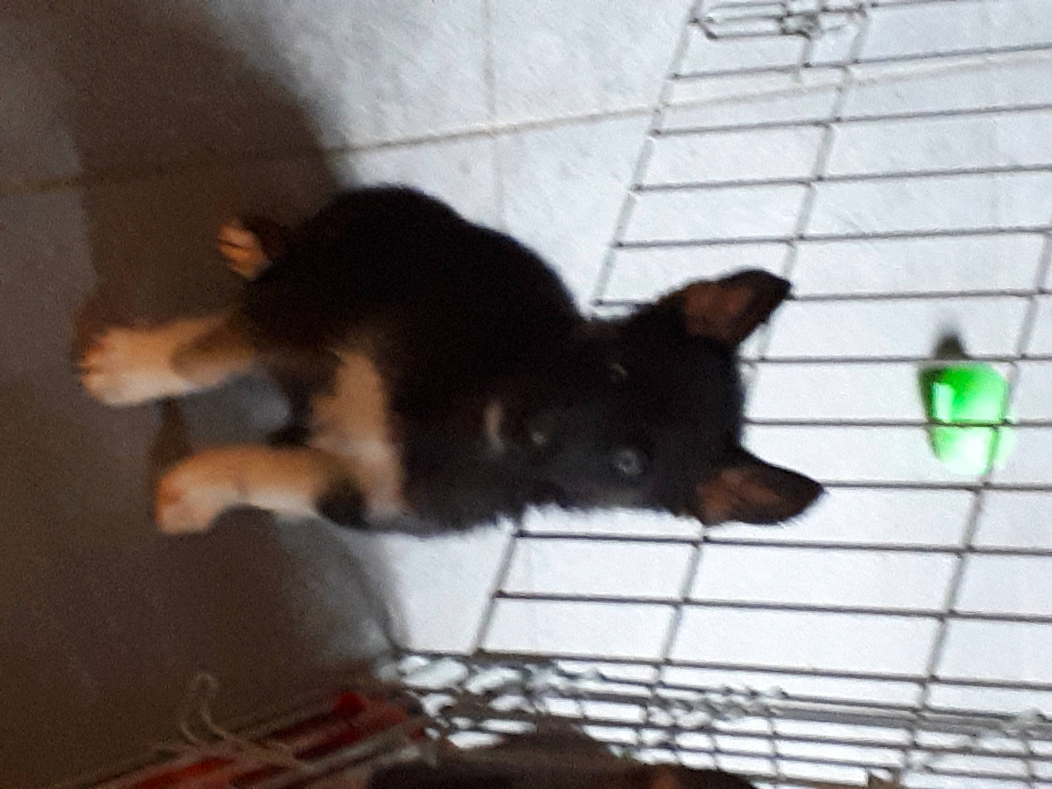 Cozak a rejoint le concours — aidez-le/la à gagner de superbes lots ! canidae, carnivore, companion_dog, dog, dog_breed, dog_supply, felidae, fur, guard_dog, heat, mesh, paw, pet_supply, small_to_medium_sized_cats, snout, tail, terrestrial_animal, working_animal, working_dog