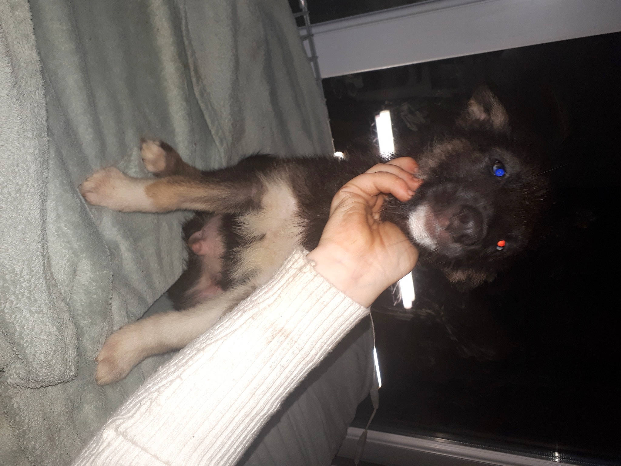 Cozak participe au concours pour gagner de l'argent avec cette photo : canidae, carnivore, comfort, companion_dog, curtain, dog, dog_breed, ear, fawn, felidae, fur, gesture, human_leg, mammal, paw, small_to_medium_sized_cats, sporting_group, tail, vertebrate, whiskers