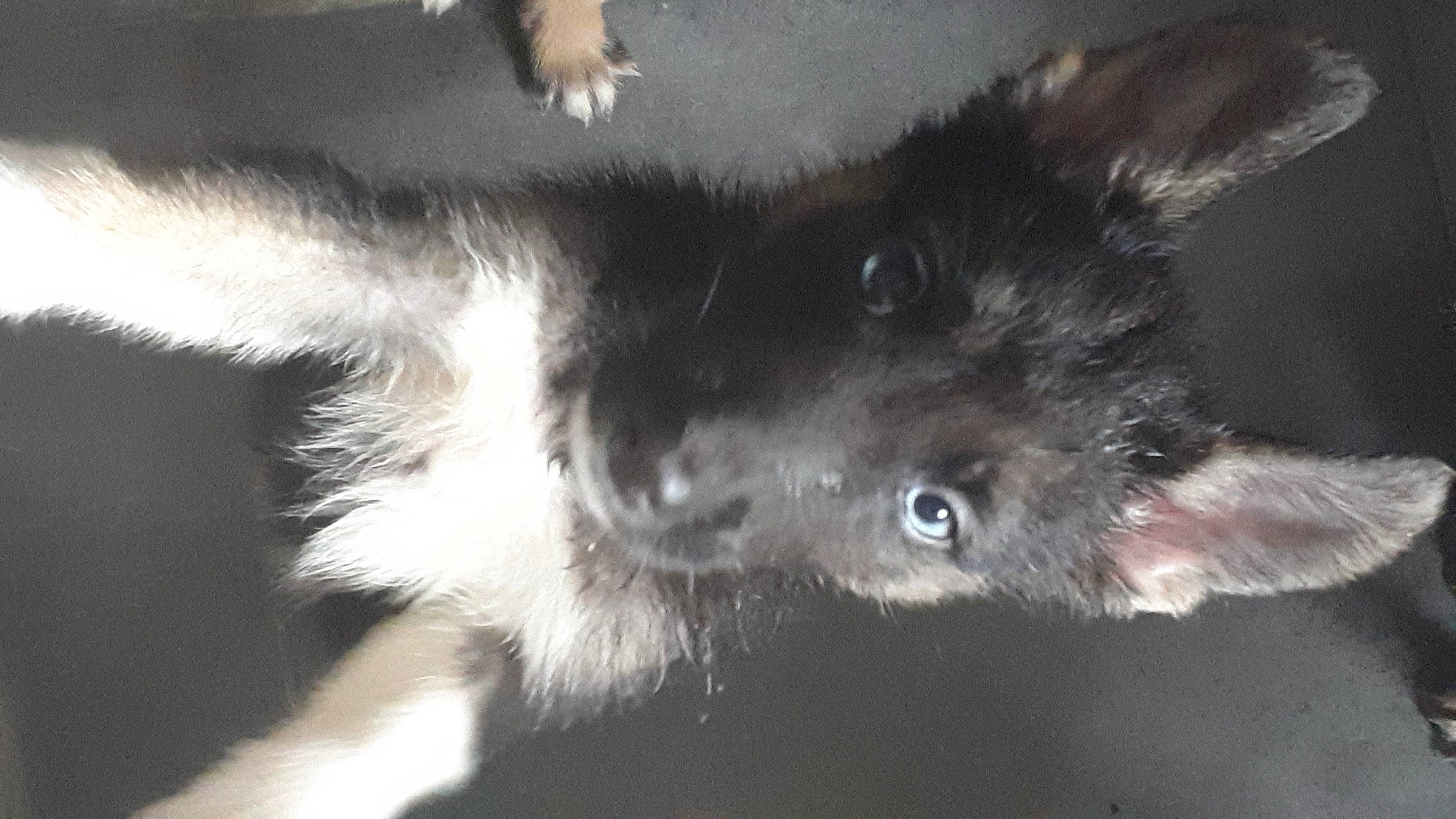 Cozak a rejoint le concours — aidez-le/la à gagner de superbes lots ! carnivore, cat, claw, dog_breed, ear, felidae, fur, small_to_medium_sized_cats, tail, whiskers