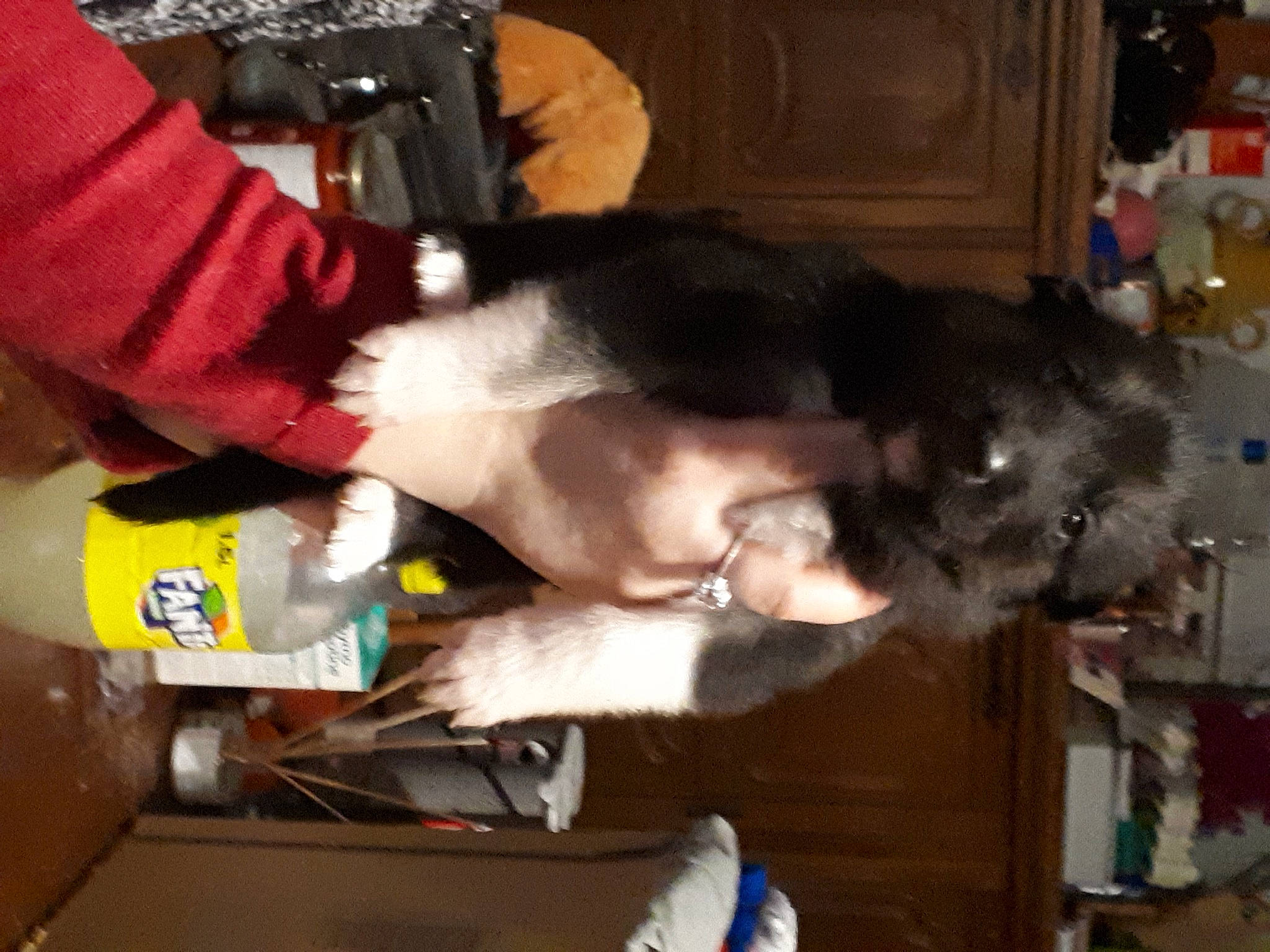 Cozak participe au concours pour gagner de l'argent avec cette photo : canidae, carnivore, cat, collar, companion_dog, dog_breed, felidae, fur, lap, small_to_medium_sized_cats, sporting_group, tail, whiskers, wrist