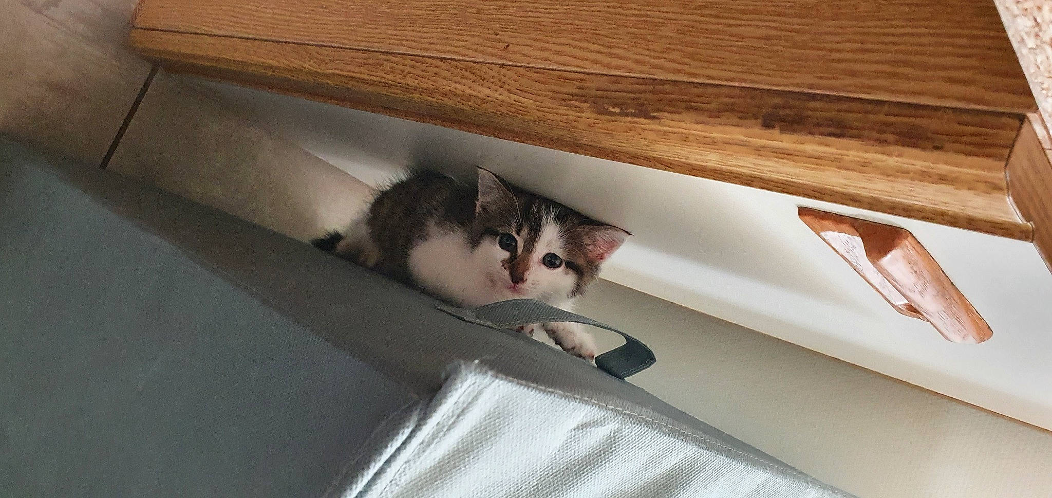 Talya participe au concours pour gagner de l'argent avec cette photo : automotive_exterior, cat, comfort, felidae, fur, hardwood, linens, plank, plywood, room, small_to_medium_sized_cats, table, tints_and_shades, tree, vehicle_door, whiskers, window, windshield, wood, wood_stain