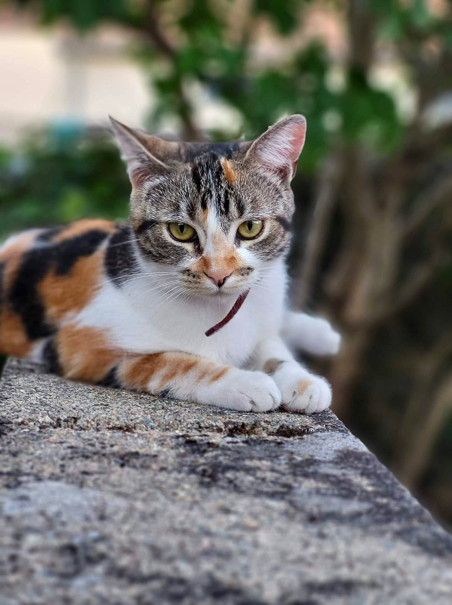 Tina a rejoint le concours — aidez-le/la à gagner de superbes lots ! carnivore, cat, claw, domestic_short_haired_cat, fawn, felidae, fur, grass, paw, road_surface, small_to_medium_sized_cats, tail, terrestrial_animal, tree, whiskers, wildlife, wood