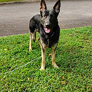 Rylo is registered to the contest to win money with this photo: dog, german_shepherd, grass, outdoor, pet, canine, animal, ears_up, tongue_out, alert, nature, pavement, collar, leash, greenery, standing, daylight, playful, friendly, mammal