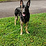 dog, german_shepherd, grass, outdoor, pet, canine, animal, ears_up, tongue_out, alert, nature, pavement, collar, leash, greenery, standing, daylight, playful, friendly, mammal