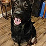 Rylo is registered to the contest to win money with this photo: dog, black_dog, smiling_dog, sitting, wooden_floor, indoor, pet, tongue_out, happy, canine, floor_rug, food_bowls, fan, home, domestic, animal, paw, ears, eyes, mouth