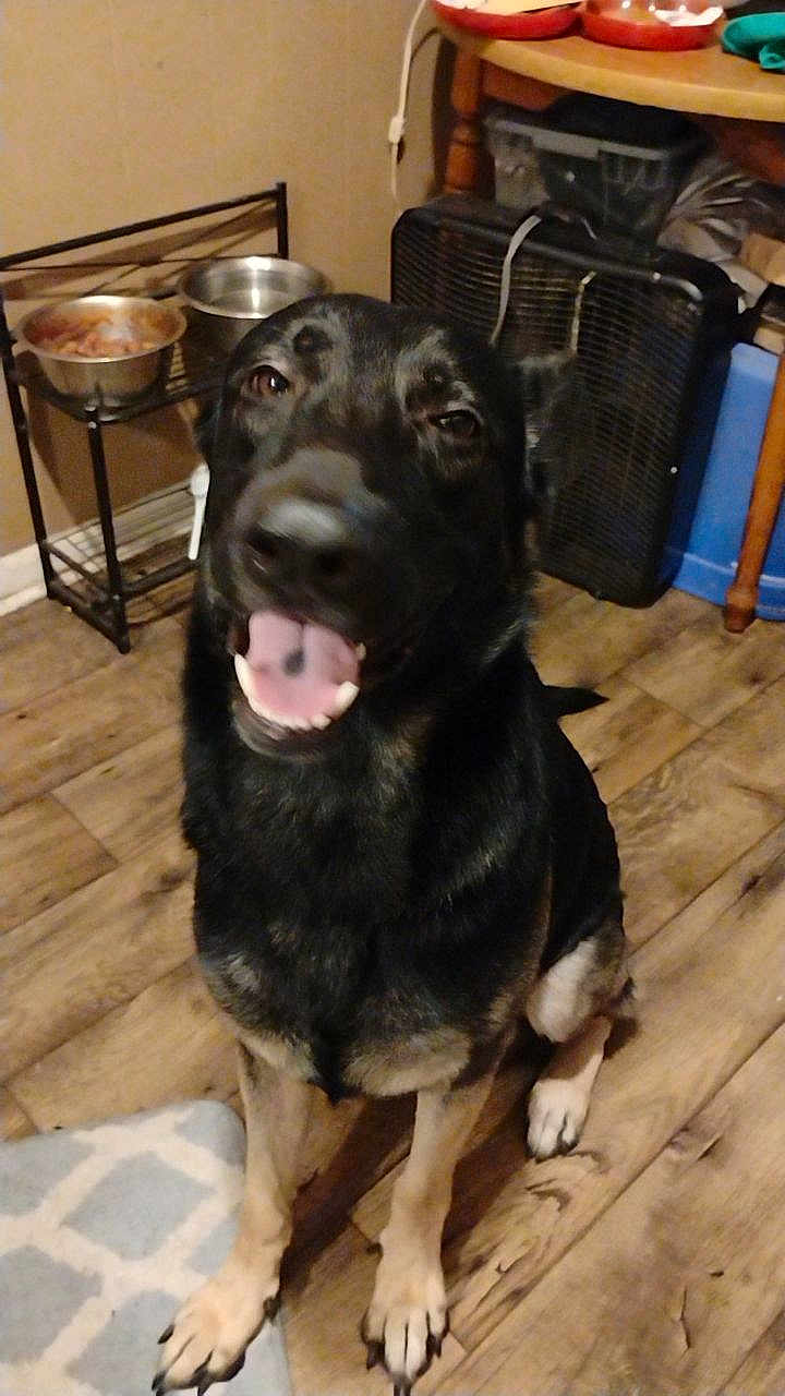 Rylo is registered to the contest to win money with this photo: dog, black_dog, smiling_dog, sitting, wooden_floor, indoor, pet, tongue_out, happy, canine, floor_rug, food_bowls, fan, home, domestic, animal, paw, ears, eyes, mouth