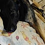 Rylo joined the competition — help win amazing prizes! dog, german_shepherd, sleeping, bed, blanket, winnie_the_pooh, cartoon, animal, pet, indoors, cozy, fur, resting, paw, ears, snout, muzzle, cute, domestic, relaxing