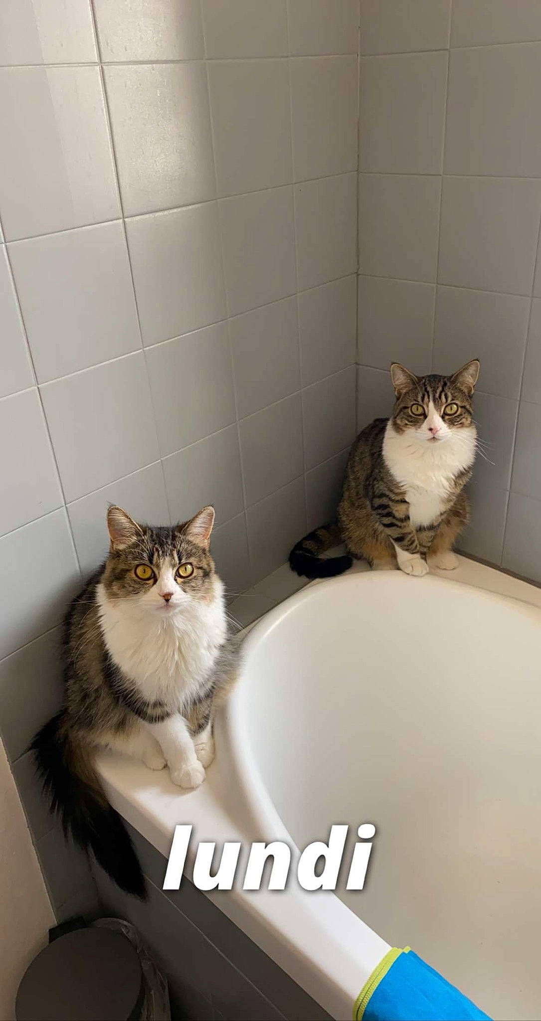 Neko a rejoint le concours — aidez-le/la à gagner de superbes lots ! carnivore, cat, cat_supply, comfort, domestic_short_haired_cat, door, felidae, flooring, fur, mammal, pet_supply, room, sitting, small_to_medium_sized_cats, tail, vertebrate, whiskers, window, wood