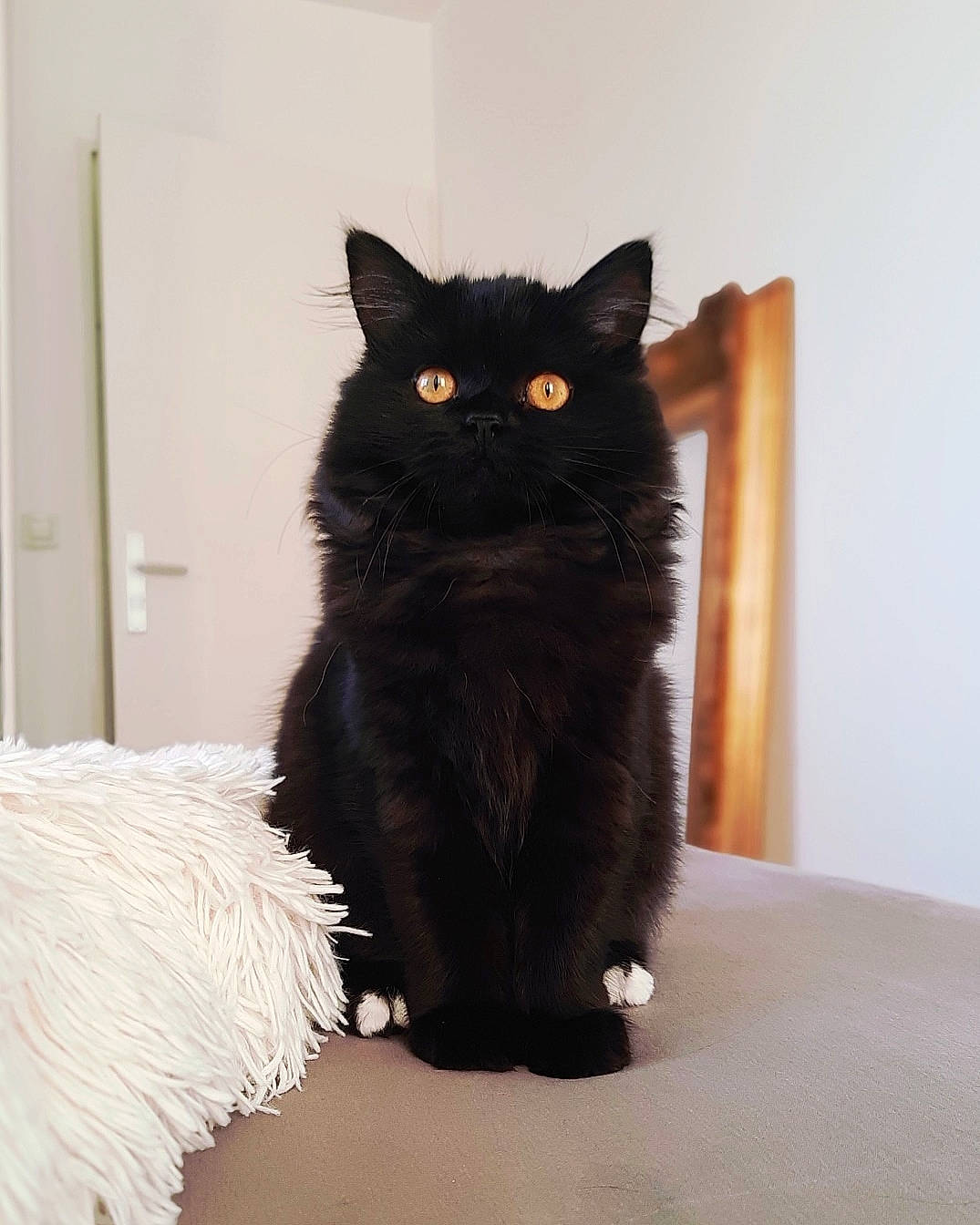 Kenya participe au concours pour gagner de l'argent avec cette photo : asian_semi_longhair, black, black_cat, bombay, british_longhair, british_semi_longhair, carnivore, cat, domestic_long_haired_cat, domestic_short_haired_cat, eye, felidae, fur, mammal, nebelung, norwegian_forest_cat, ragamuffin, small_to_medium_sized_cats, tail, whiskers