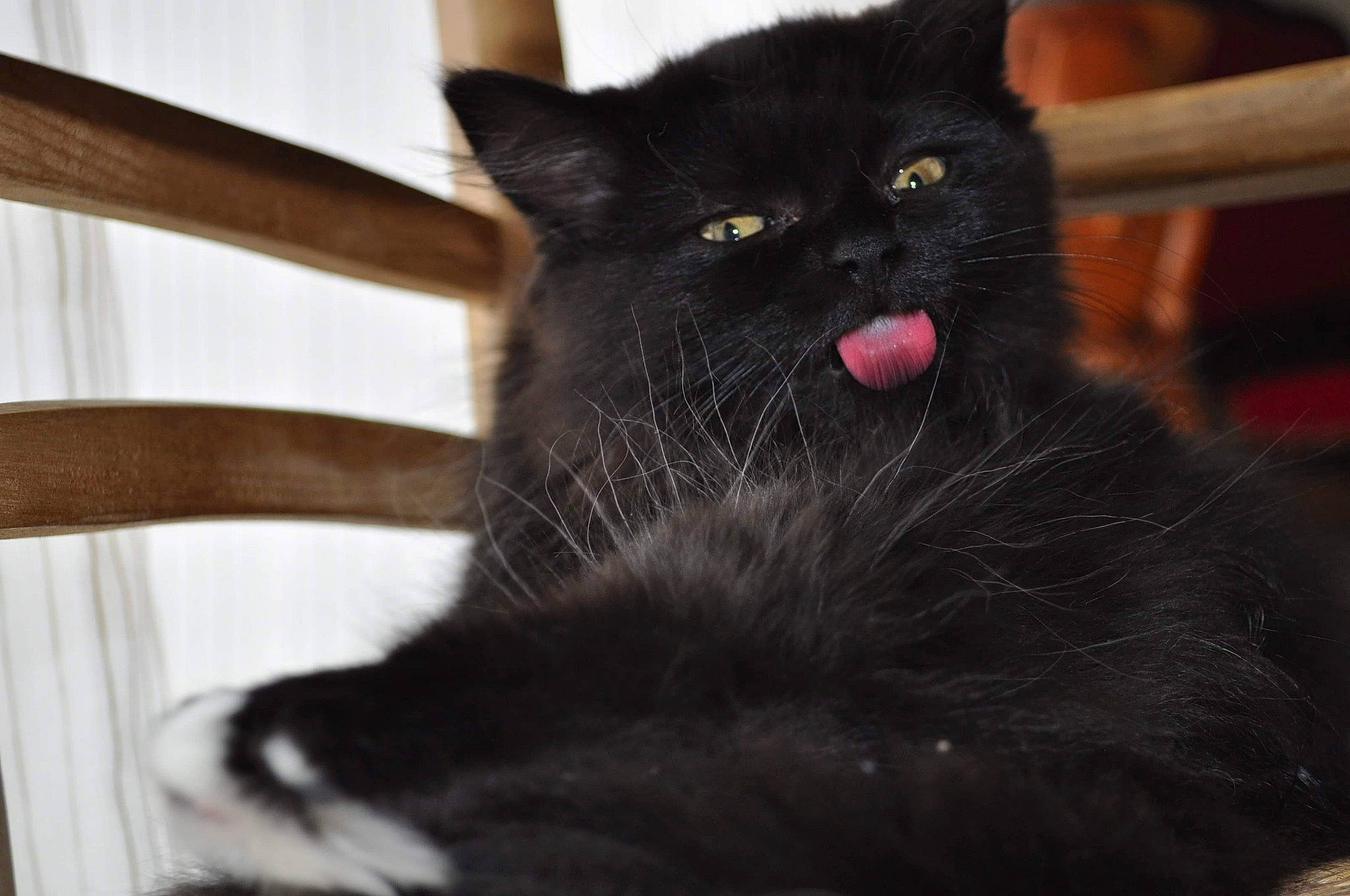 Kenya participe au concours pour gagner de l'argent avec cette photo : asian, black, black_cat, bombay, carnivore, cat, domestic_short_haired_cat, eye, felidae, fur, kitten, mammal, norwegian_forest_cat, small_to_medium_sized_cats, snout, vertebrate, whiskers