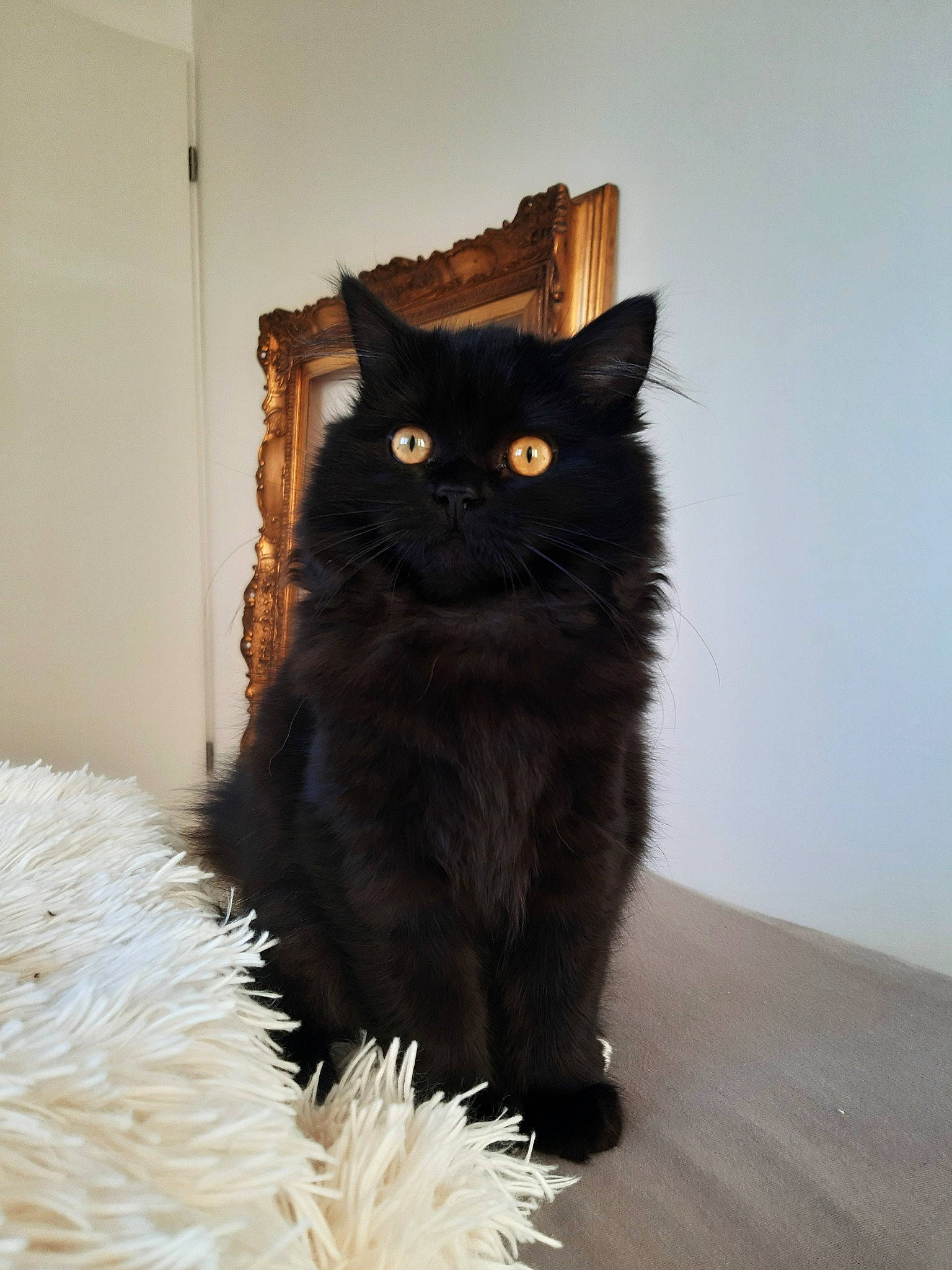 Kenya participe au concours pour gagner de l'argent avec cette photo : asian, asian_semi_longhair, black, black_cat, bombay, british_semi_longhair, carnivore, cat, domestic_long_haired_cat, domestic_short_haired_cat, felidae, fur, maine_coon, mammal, nebelung, norwegian_forest_cat, persian, small_to_medium_sized_cats, vertebrate, whiskers