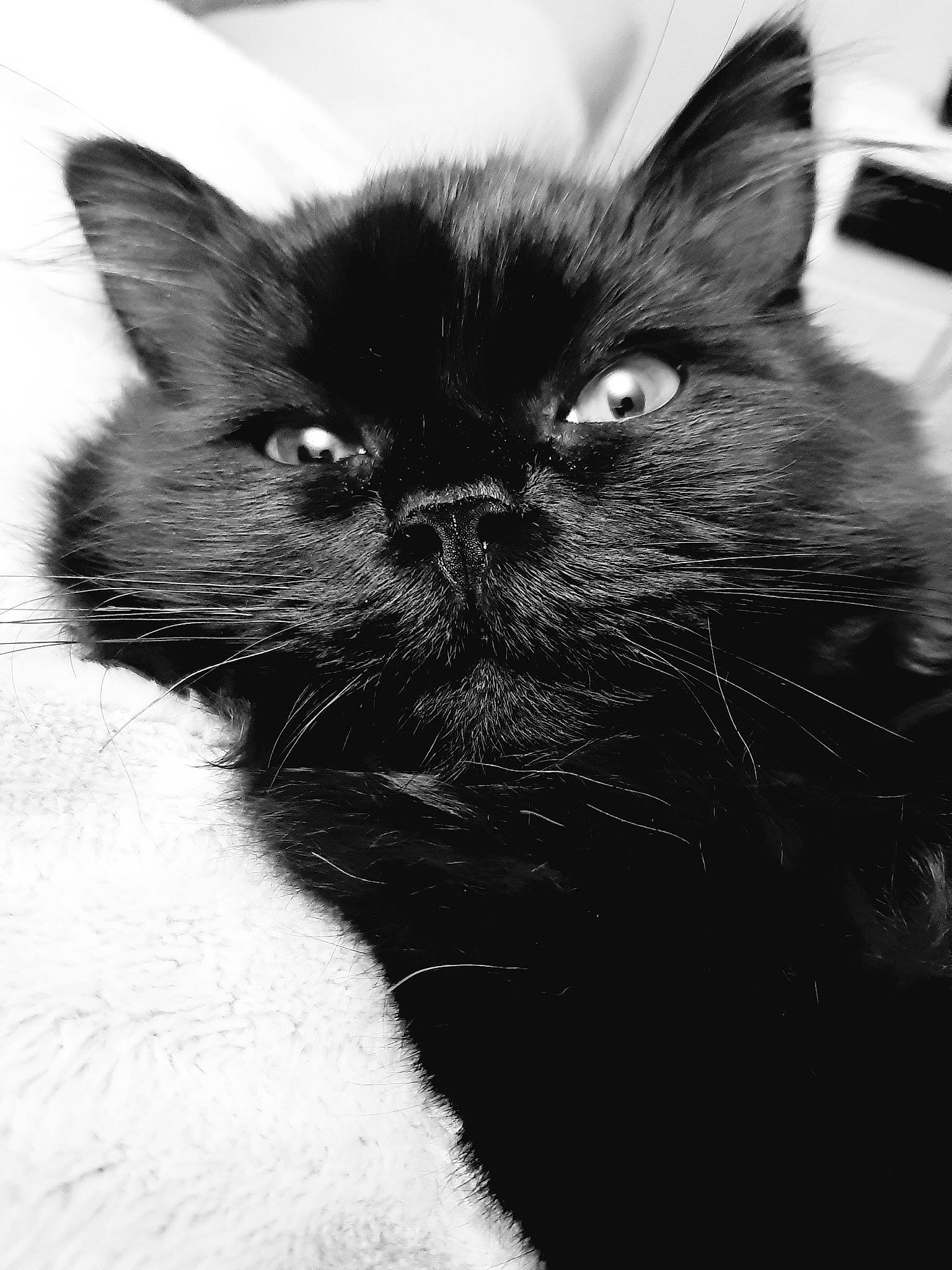 Kenya a rejoint le concours — aidez-le/la à gagner de superbes lots ! asian, black, black_and_white, black_cat, carnivore, cat, close_up, eye, felidae, fur, kitten, mammal, monochrome, monochrome_photography, photography, small_to_medium_sized_cats, snapshot, snout, whiskers, white