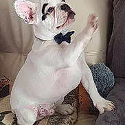 Socrate a rejoint le concours — aidez-le/la à gagner de superbes lots ! animal, boxer, bulldog, canine, dog, dogbed, frenchbulldog, pet, pitbull, puppy