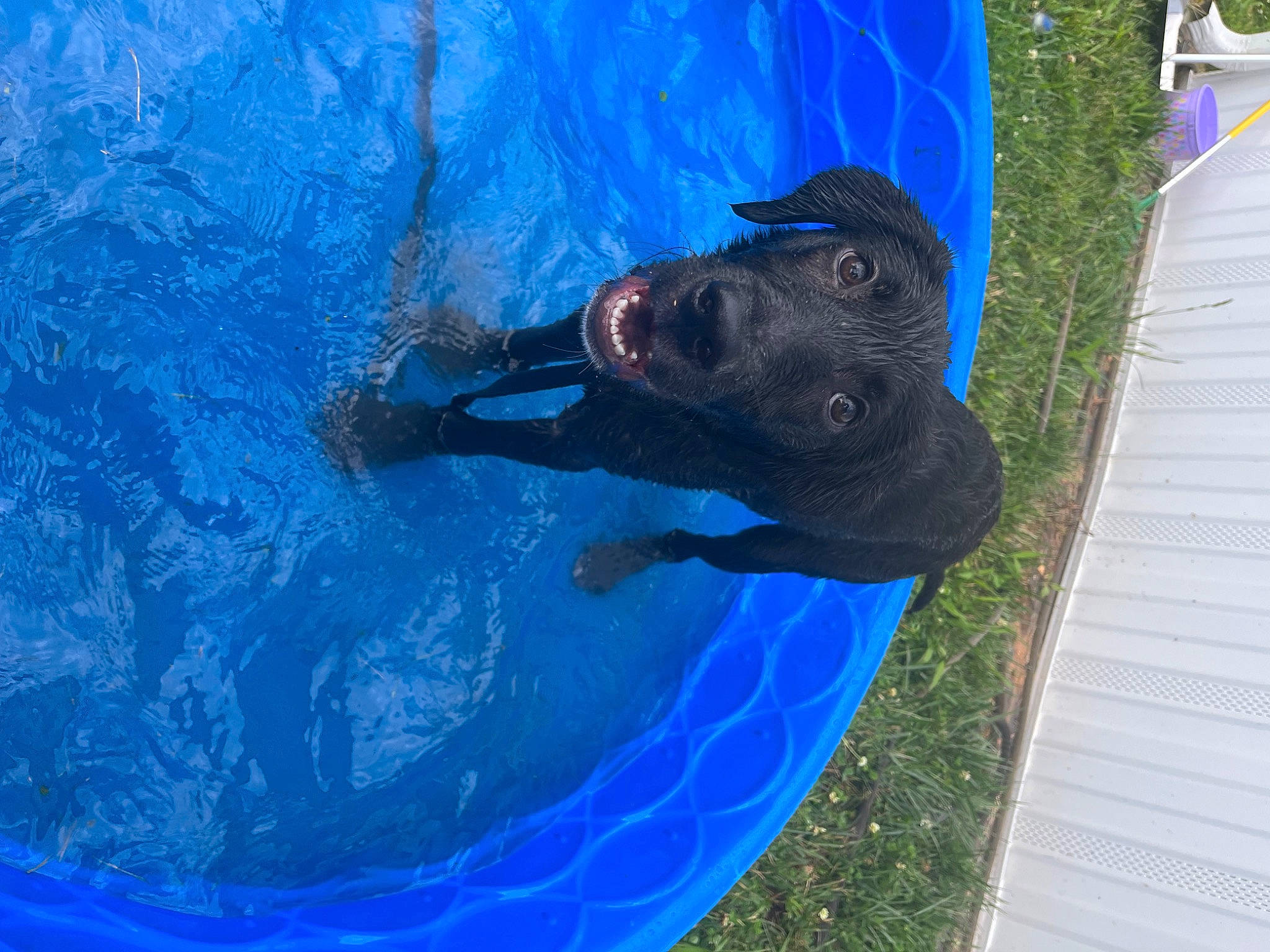 Koda is registered to the contest to win money with this photo: blue, carnivore, collar, companion_dog, dog, dog_breed, dog_collar, electric_blue, fawn, fluid, fun, leisure, liquid, personal_protective_equipment, pet_supply, recreation, snout, swimming_pool, water, working_animal