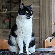 Theophile a rejoint le concours — aidez-le/la à gagner de superbes lots ! cat, black_and_white, sitting, table, indoor, furniture, wooden_chair, tablecloth, patterned_cloth, domestic_cat, pet, animal, whiskers, ears, eyes, face, fur, home, window_reflection, plant