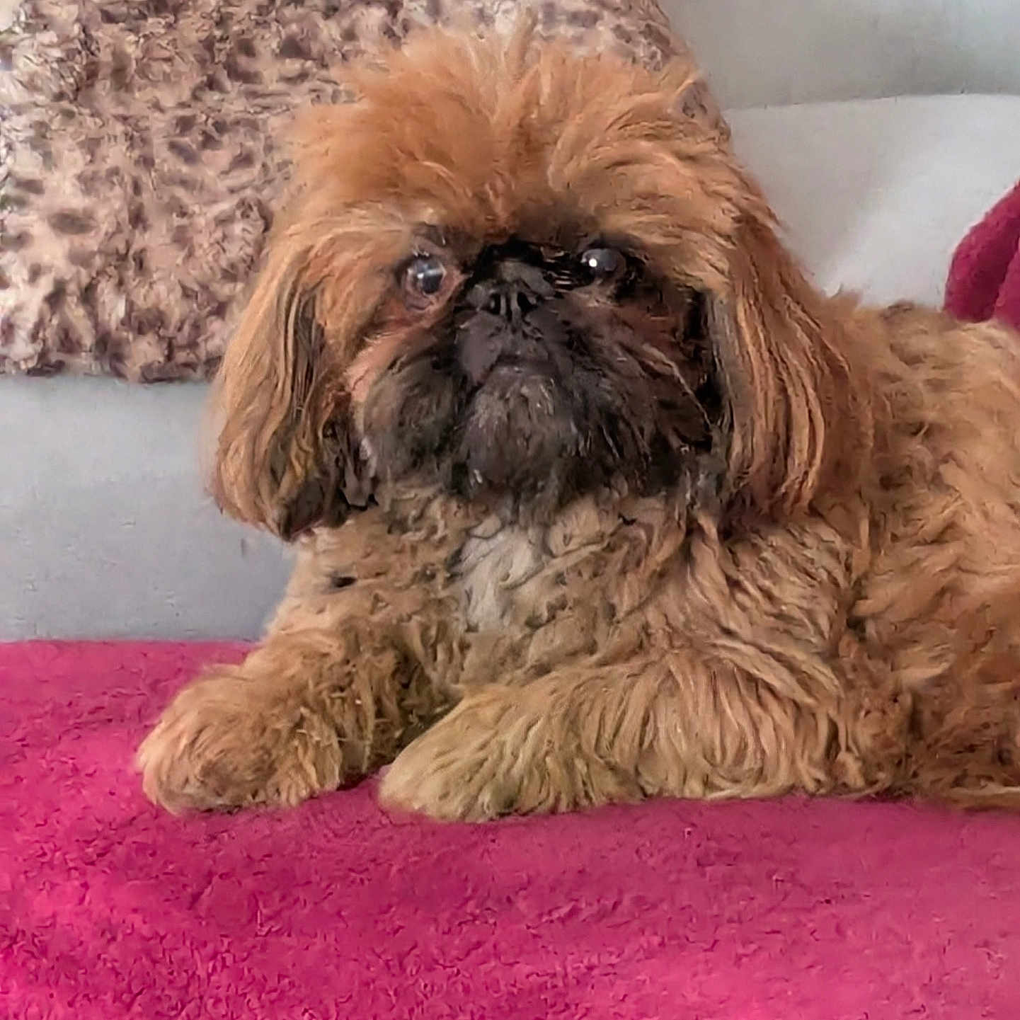 Mylka participe au concours pour gagner de l'argent avec cette photo : animal, blanket, brown, close_up, comfort, companion, cozy, cute, dog, fluffy, fur, furniture, home, indoor, lying_down, pet, pillow, portrait, relaxed, small_dog