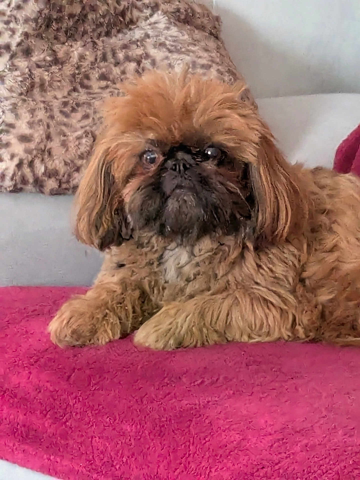 Mylka participe au concours pour gagner de l'argent avec cette photo : dog, brown, fluffy, pet, lying_down, blanket, pillow, cozy, indoor, fur, cute, animal, companion, relaxed, portrait, close_up, home, comfort, small_dog, furniture
