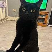 Bean joined the competition — help win amazing prizes! black_cat, cat, pet, indoor, living_room, television, soccer_game, wooden_floor, furniture, cable, curious, animal, whiskers, ears, eyes, floor, household, home, domestic_animal, looking