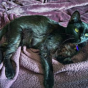 Suki is registered to the contest to win money with this photo: animal, bell, black_cat, blanket, cat, collar, cozy, cute, feline, fur, indoors, lying_down, pet, purple_blanket, purple_tag, relaxed, soft, texture, whiskers, yellow_eyes