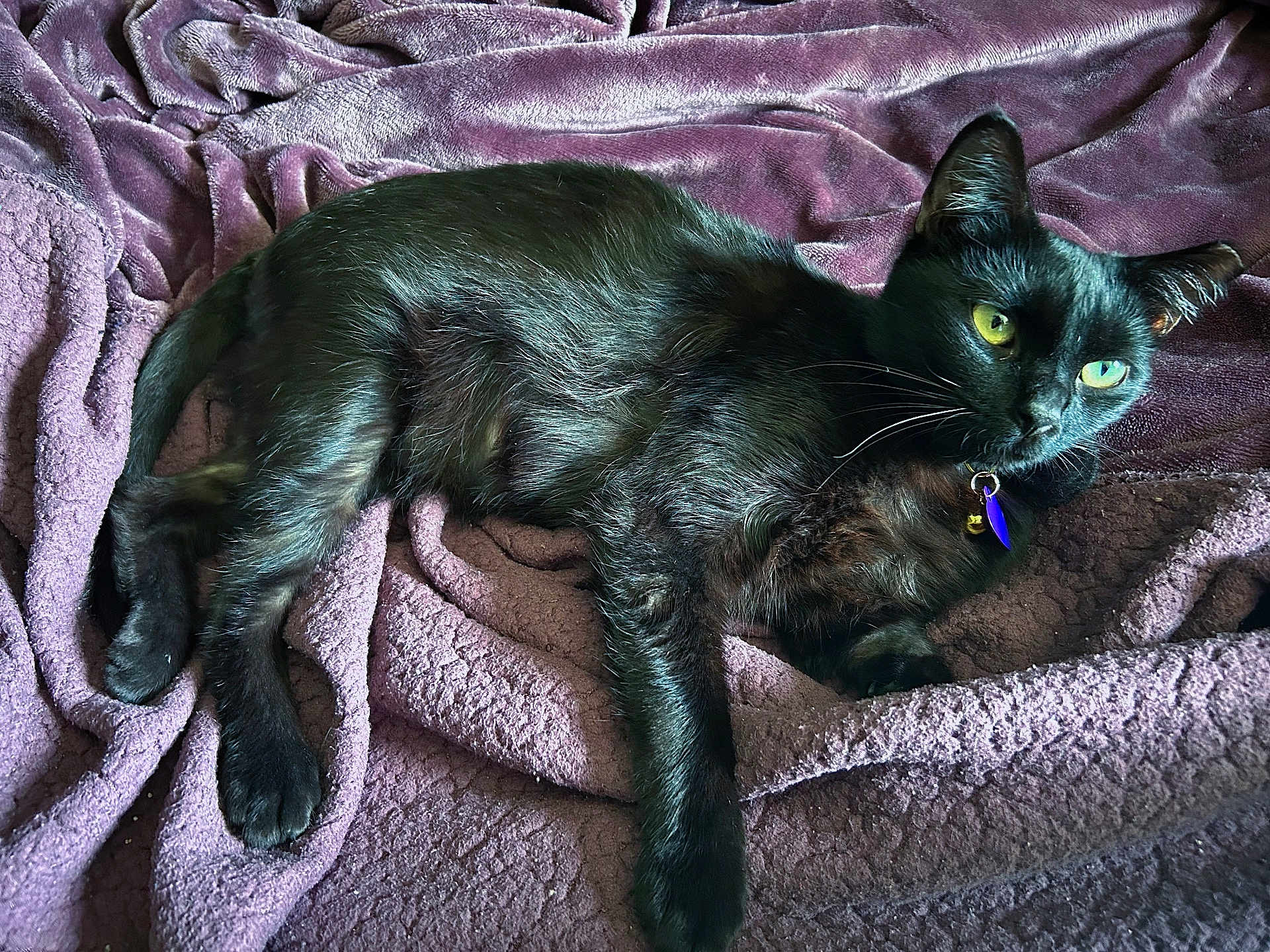 Suki