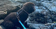 Simba participe au concours pour gagner de l'argent avec cette photo : dog, black_dog, leash, rocky_terrain, outdoor, moss, tide_pool, nature, pet, sitting, fur, animal, daylight, landscape, water, rocks, canine, adventure, quiet, scenery