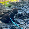 adventure, animal, black_dog, canine, daylight, dog, fur, landscape, leash, moss, nature, outdoor, pet, quiet, rocks, rocky_terrain, scenery, sitting, tide_pool, water